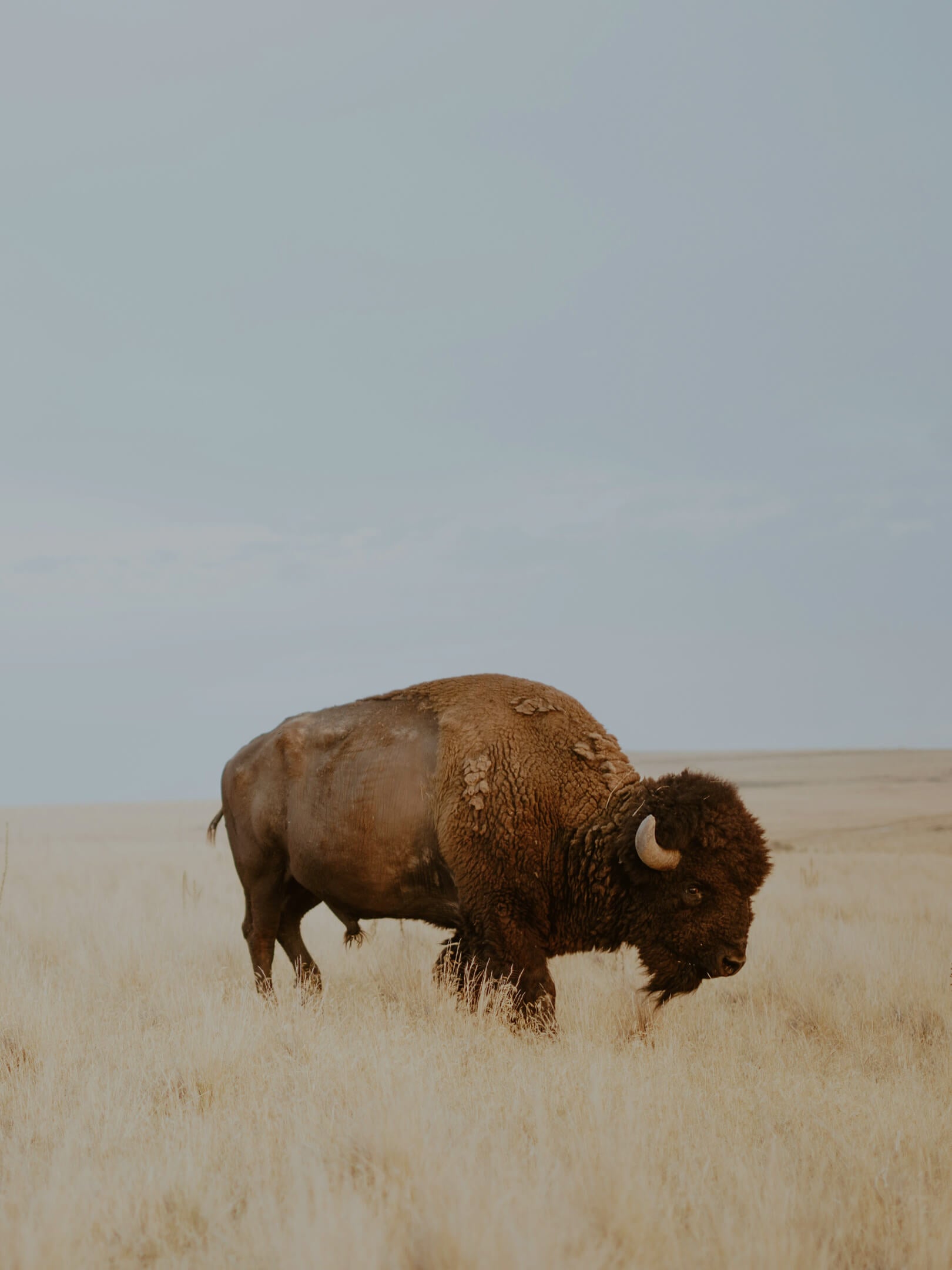 A lone bison in the North American grasslands