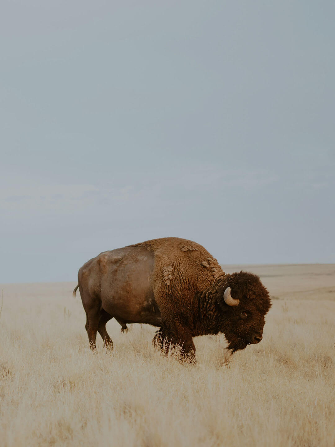 Native Designers - An american bison on the great plains