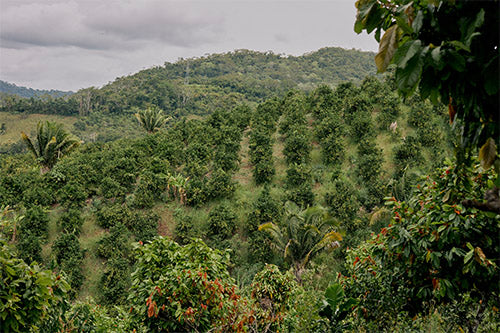 Regenerative Cotton 8be2c0e8 1c49 4b47 909c f0e9f106b4b3