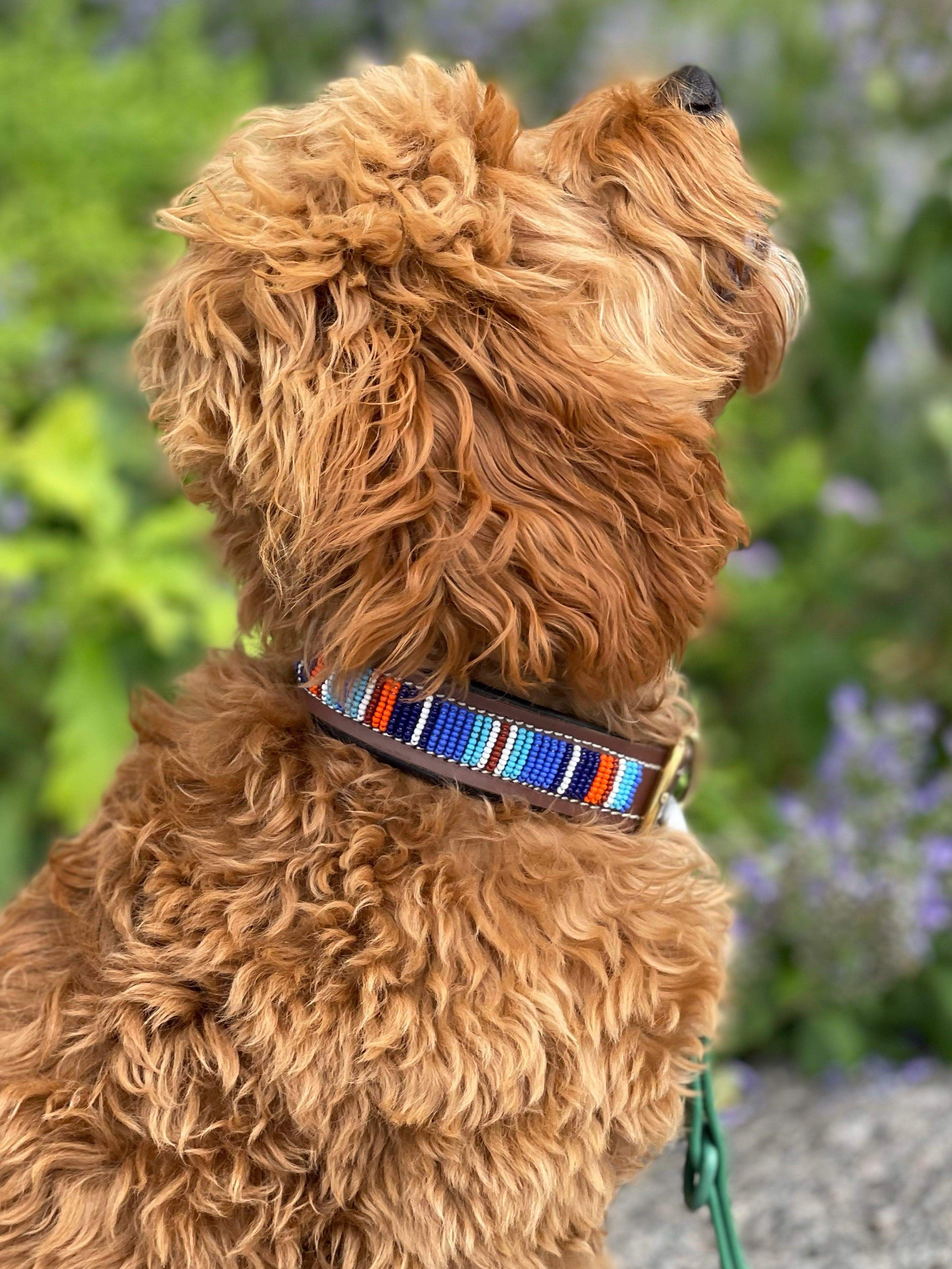 Beaded Dog Collar - Sierra Paradise