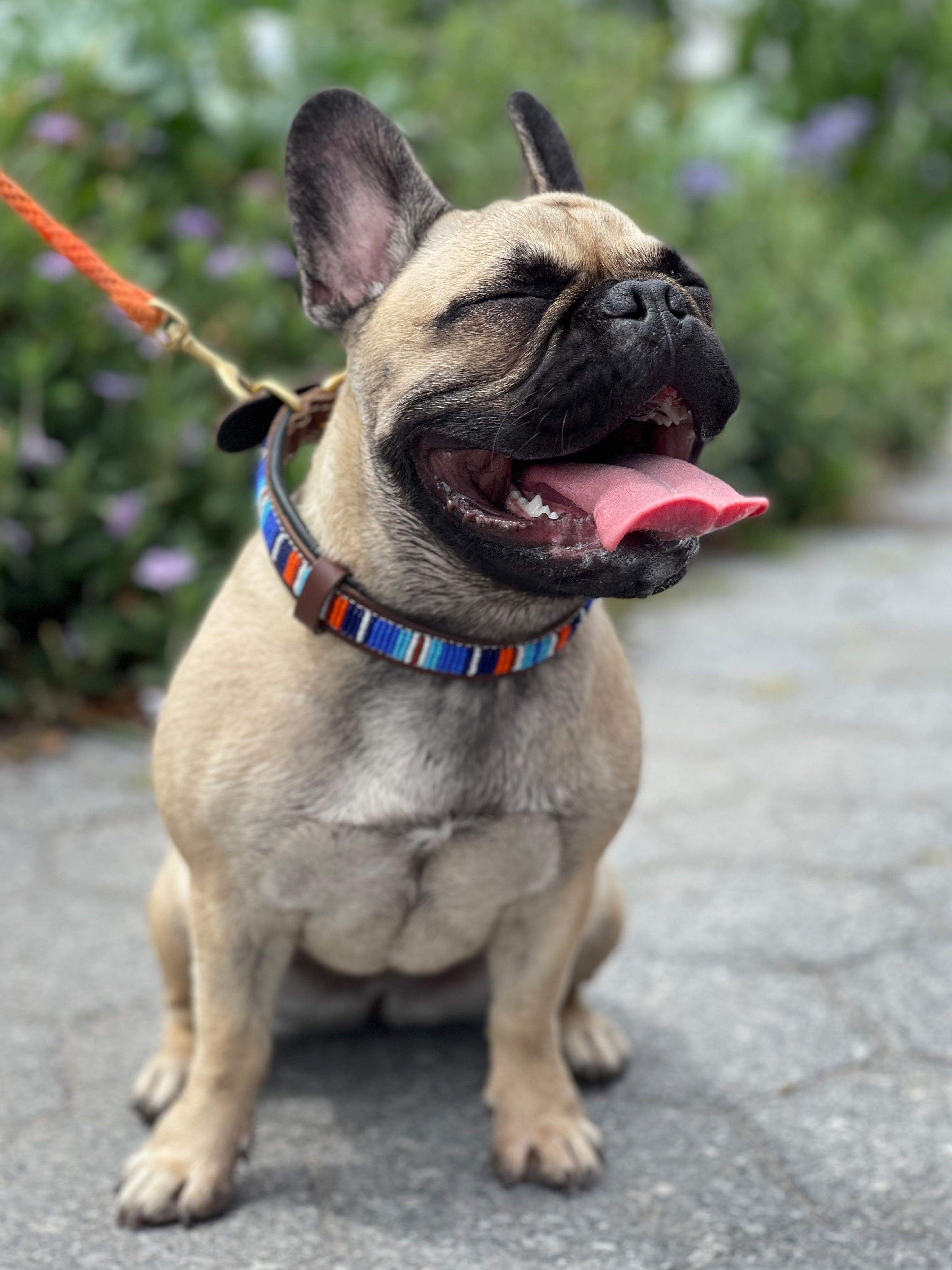 Beaded Dog Collar - Sierra Paradise