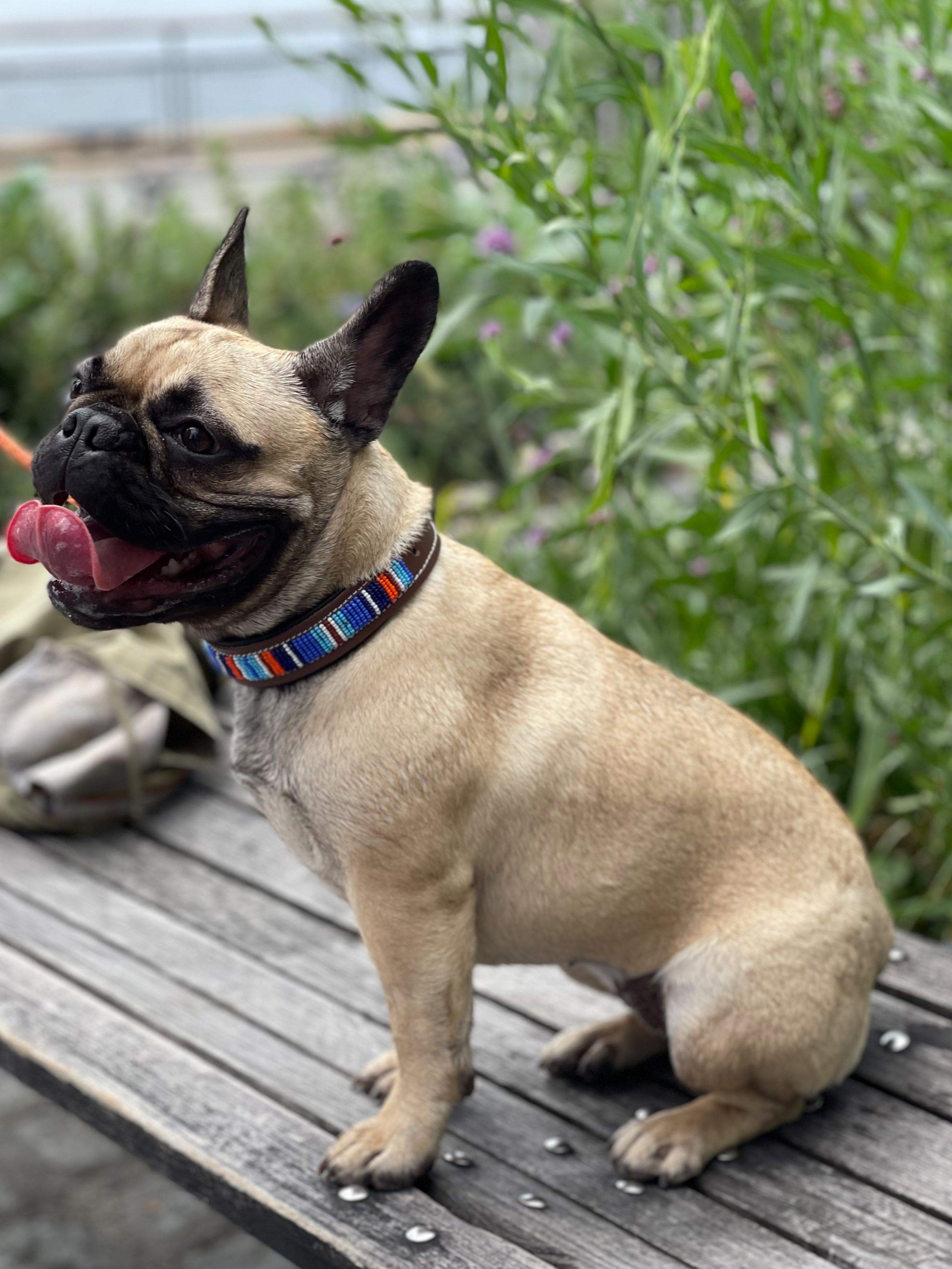 Beaded Dog Collar - Sierra Paradise